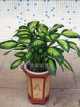 japonica  别名:开喉剑,九节莲,冬不凋,铁扁担 科属:假叶树科万年青属