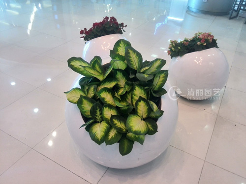 上海植物租赁，上海花卉租摆