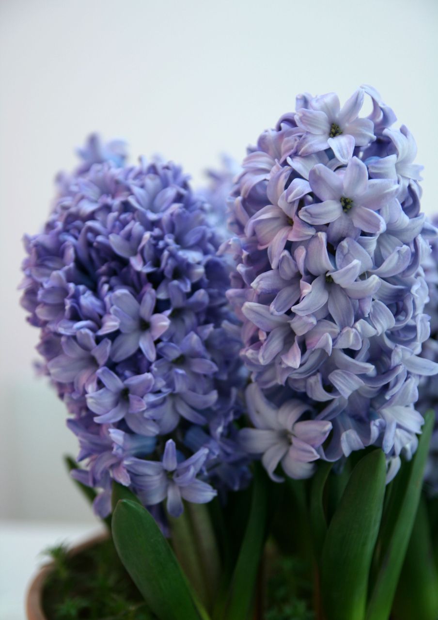各色风信子花语