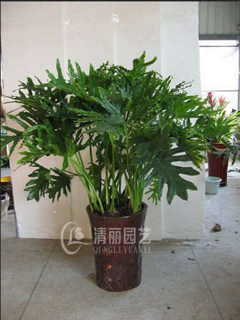 春雨的养护要点-上海植物租赁