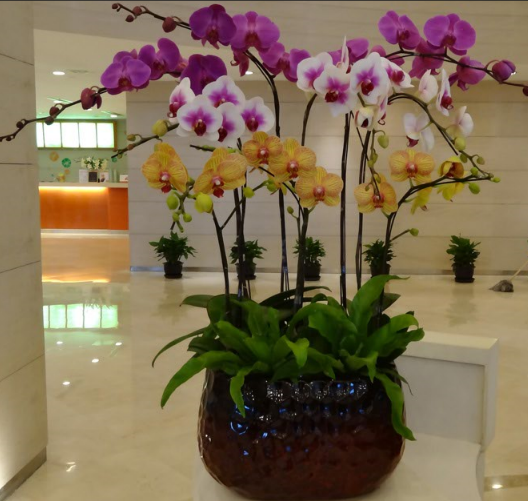 蝴蝶兰养护，蝴蝶兰预定，上海清丽园艺，植物租赁