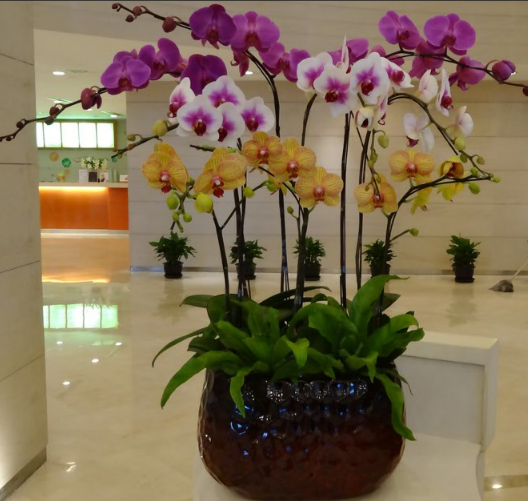 蝴蝶兰养护,蝴蝶兰预定,上海清丽园艺,植物租赁 蝴蝶兰养护,蝴蝶兰预定,上海清丽园艺,植物租赁