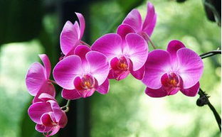 蝴蝶兰预定021-62110085,清丽园艺 蝴蝶兰预定021-62110085,清丽园艺
