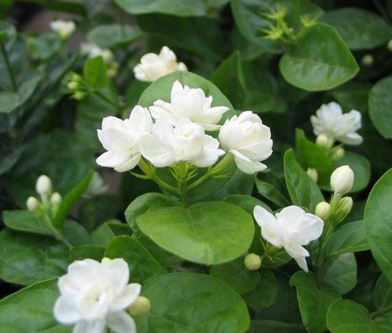 茉莉养护,清丽园艺-上海植物租赁 茉莉养护,清丽园艺-上海植物租赁