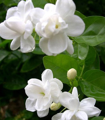 茉莉花,清丽园艺-上海植物租赁 茉莉花,清丽园艺-上海植物租赁