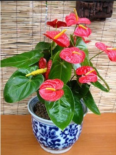 红掌,冬季养护,清丽园艺 红掌,冬季养护,清丽园艺